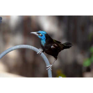 These cool birds show up for a little while every fall.Eat everything and then leave.