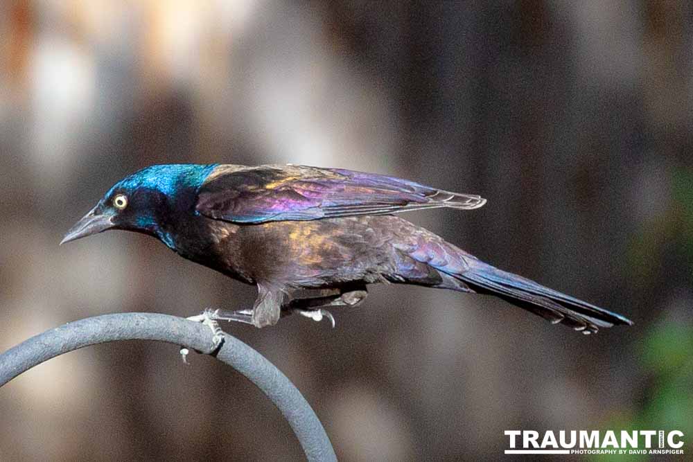 These cool birds show up for a little while every fall.Eat everything and then leave.