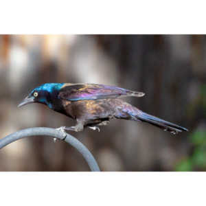 These cool birds show up for a little while every fall.Eat everything and then leave.