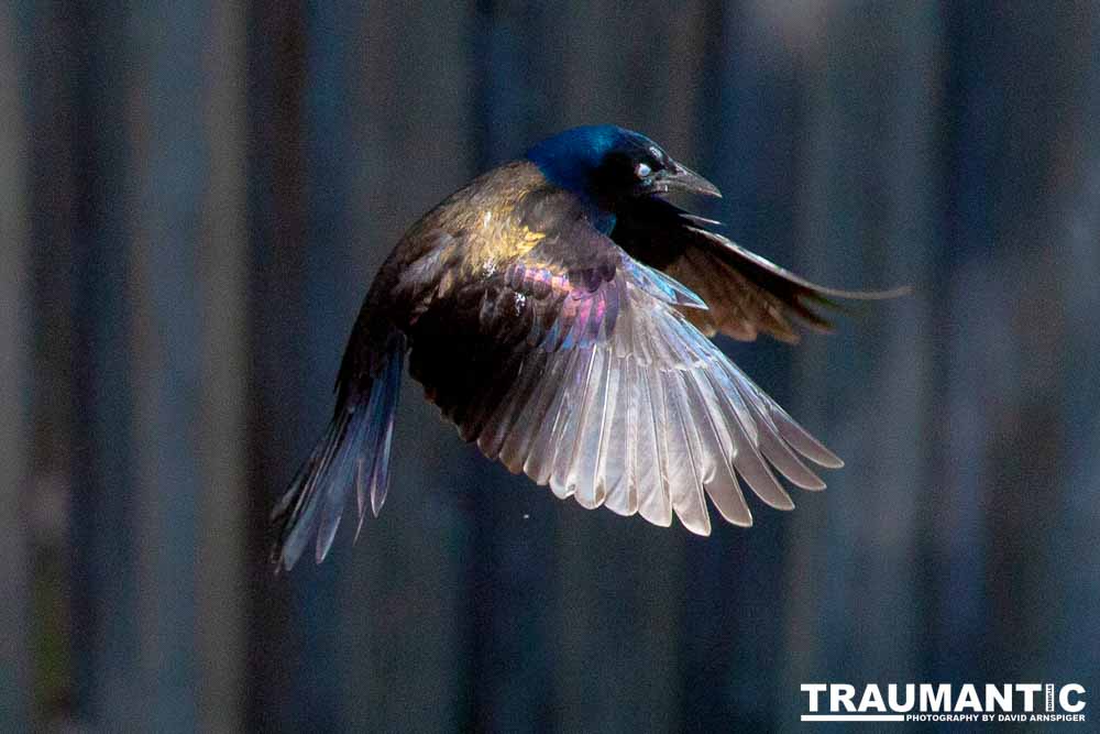 These cool birds show up for a little while every fall.Eat everything and then leave.