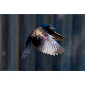 These cool birds show up for a little while every fall.Eat everything and then leave.