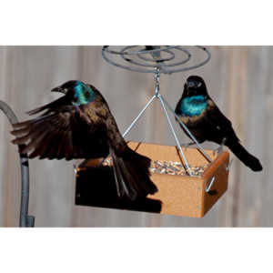 These cool birds show up for a little while every fall.Eat everything and then leave.