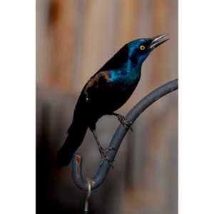 These cool birds show up for a little while every fall.Eat everything and then leave.