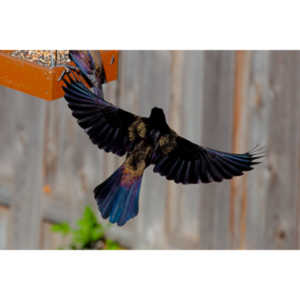 These cool birds show up for a little while every fall.Eat everything and then leave.