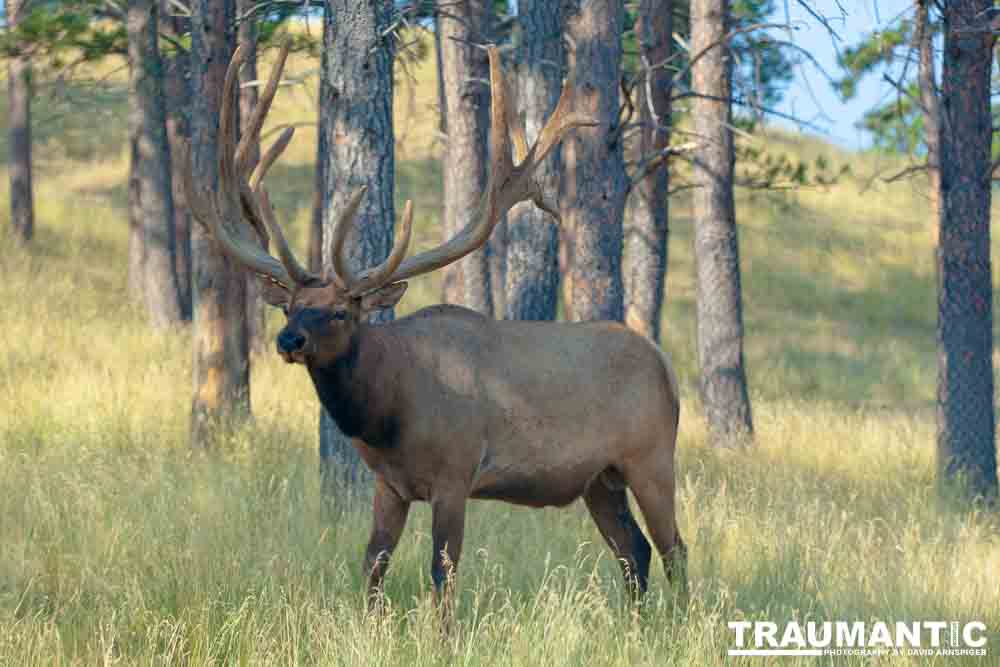 We loved this place.   So many bears at feeding time.